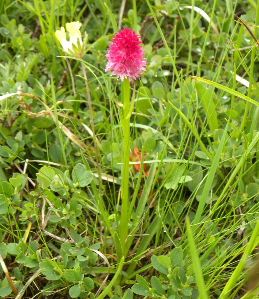 Nigritella rubra